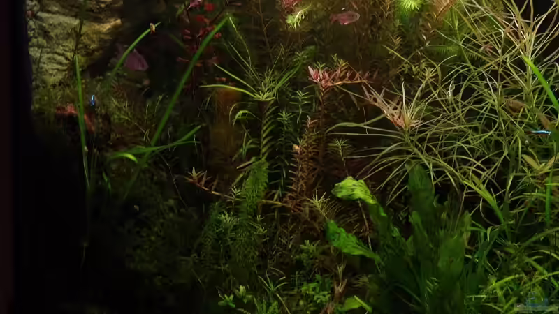 Aquarium Becken 30769 von Nobody (16)