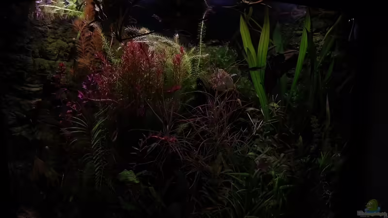 Aquarium Becken 30769 von Nobody (17)