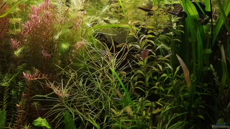 Aquarium Becken 30769 von Nobody (19)