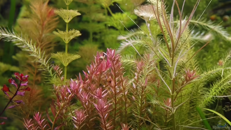 Aquarium Becken 30769 von Nobody (2)