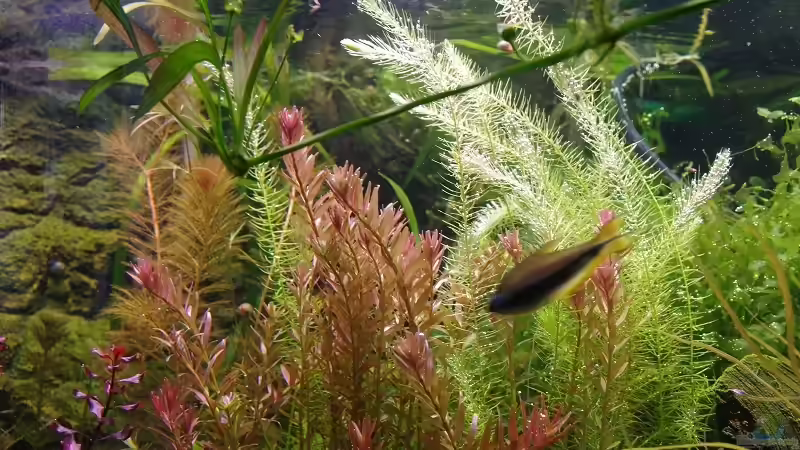 Aquarium Becken 30769 von Nobody (20)