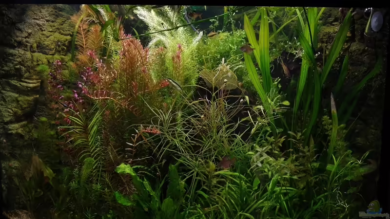 Aquarium Becken 30769 von Nobody (3)