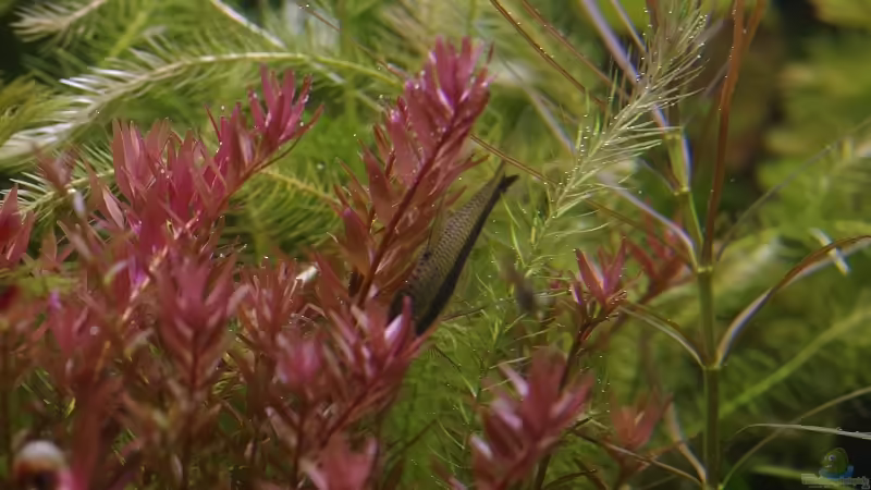 Aquarium Becken 30769 von Nobody (8)