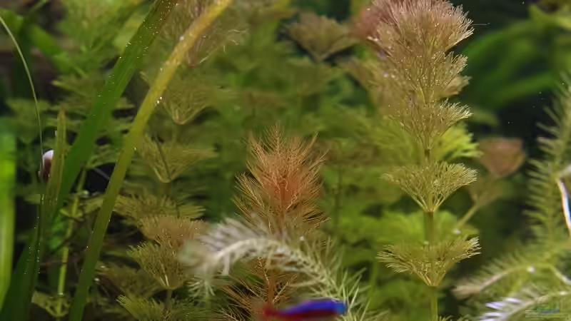 Aquarium Becken 30769 von Nobody (9)