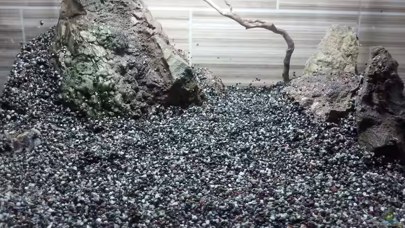 Aquarium Becken 30770 von Steffi scaped (2)