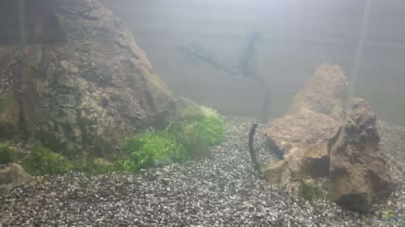 Aquarium Becken 30770 von Steffi scaped (3)