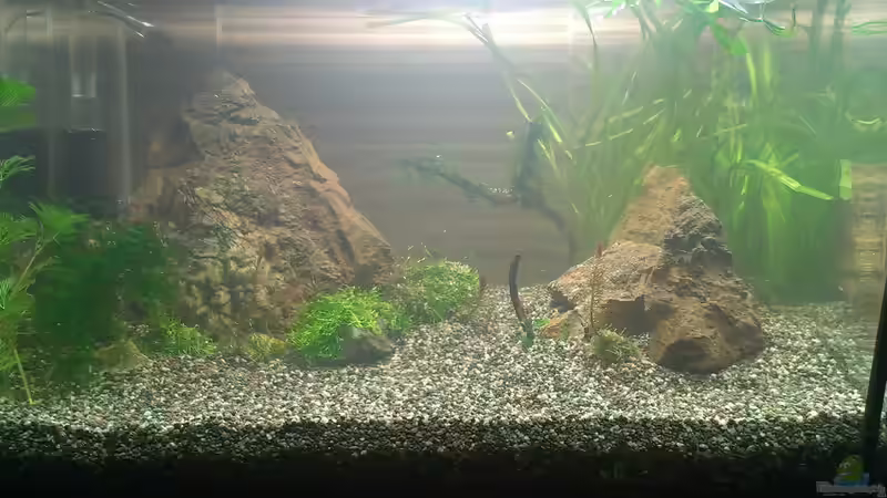 Aquarium Becken 30770 von Steffi scaped (4)