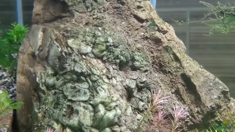 Aquarium Becken 30770 von Steffi scaped (6)