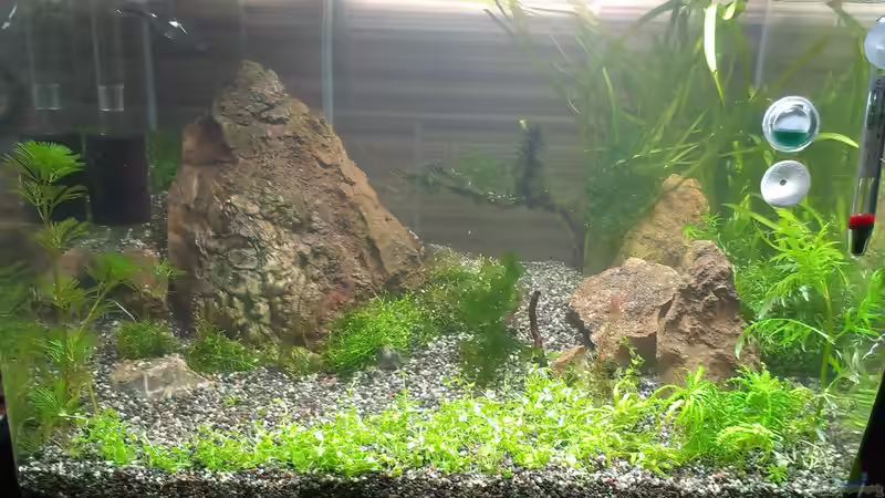 Aquarium Becken 30770 von Steffi scaped (7)