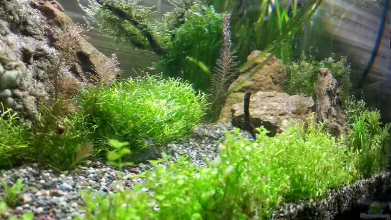 Aquarium Becken 30770 von Steffi scaped (9)