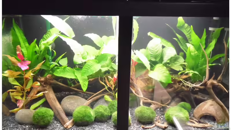 Aquarium Becken 30791 von shiru_k10 (4)