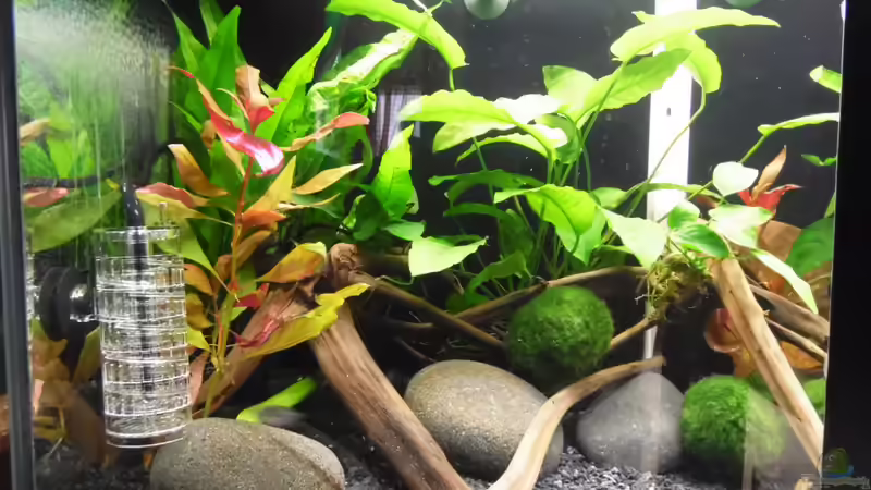 Aquarium Becken 30791 von shiru_k10 (6)