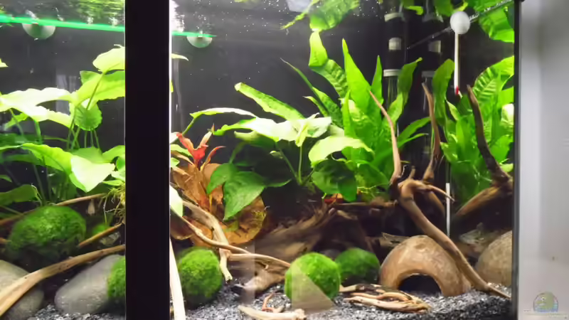 Aquarium Becken 30791 von shiru_k10 (7)