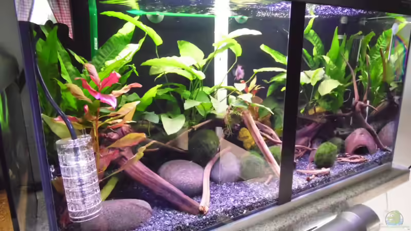 Aquarium Becken 30791 von shiru_k10 (8)