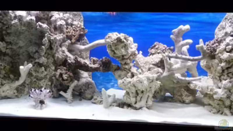 Aquarium Becken 30815 mein Traumriff im Wohnzimmer von Bernd Pinkert (4)