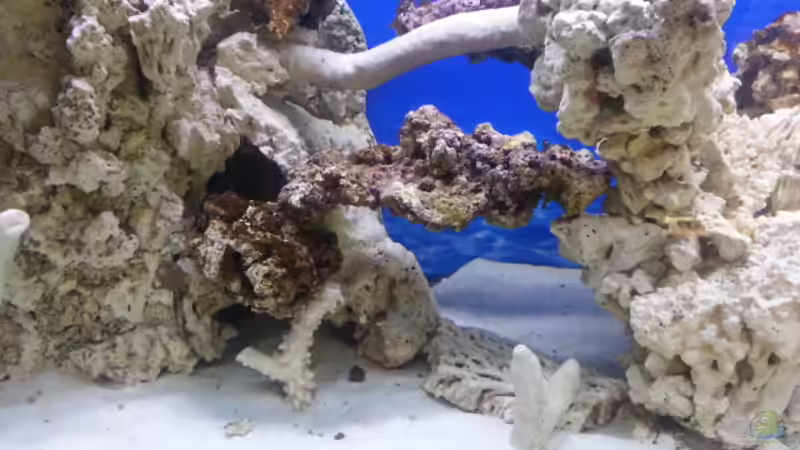 Aquarium Becken 30815 mein Traumriff im Wohnzimmer von Bernd Pinkert (5)