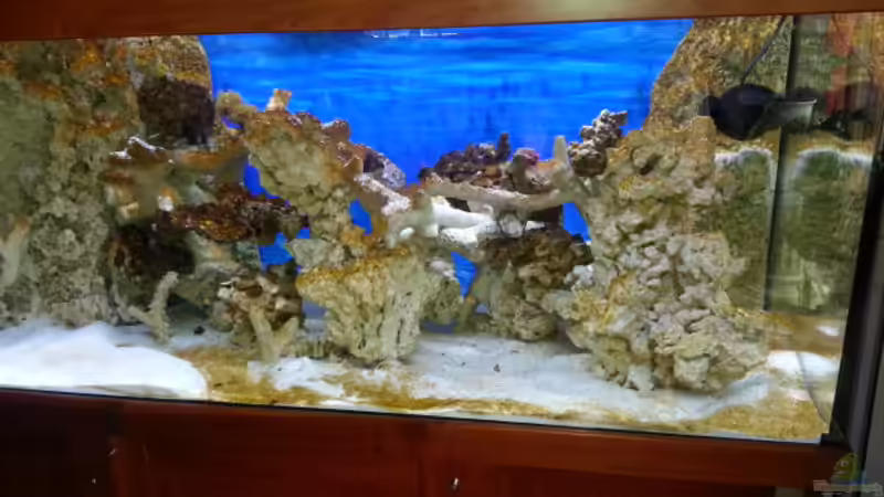 Aquarium Becken 30815 mein Traumriff im Wohnzimmer von Bernd Pinkert (7)