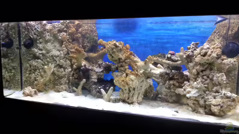 Aquarium Becken 30815 mein Traumriff im Wohnzimmer von Bernd Pinkert (9)