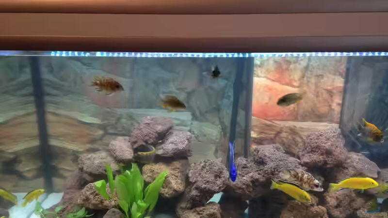 Aquarium Becken 30821 von Alexander Mayer (11)