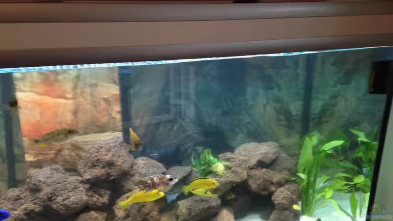 Aquarium Becken 30821 von Alexander Mayer (6)