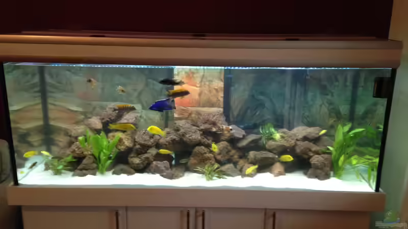 Aquarium Becken 30821 von Alexander Mayer (7)