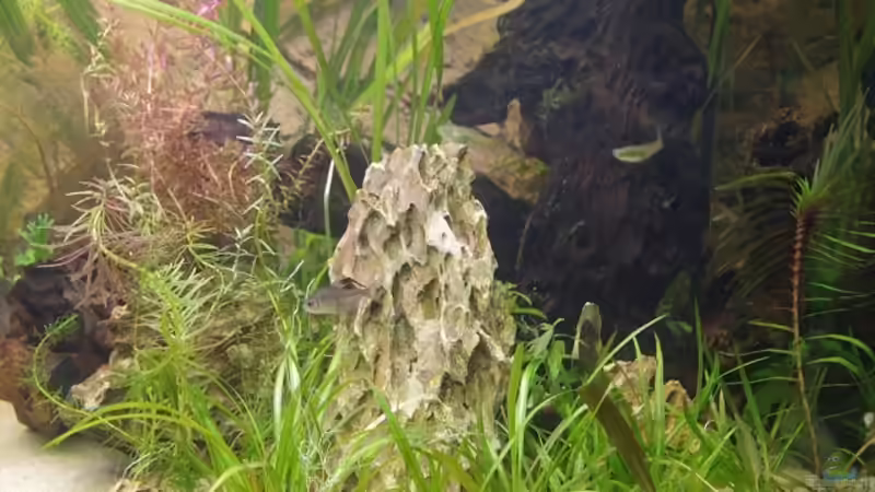 Aquarium Becken 30852 von Nobody (10)