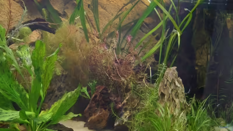 Aquarium Becken 30852 von Nobody (13)