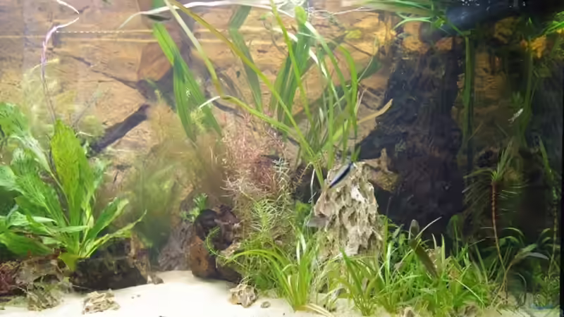 Aquarium Becken 30852 von Nobody (14)