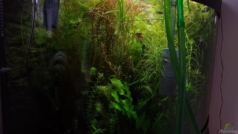 Aquarium Becken 30852 von Nobody (16)