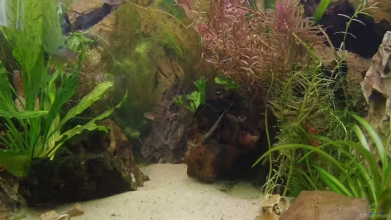 Aquarium Becken 30852 von Nobody (2)