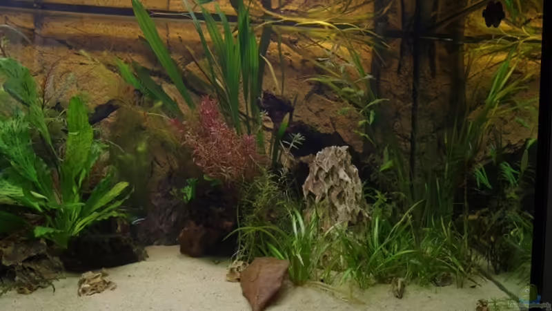 Aquarium Becken 30852 von Nobody (3)