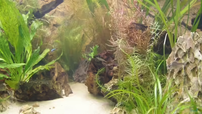 Aquarium Becken 30852 von Nobody (8)