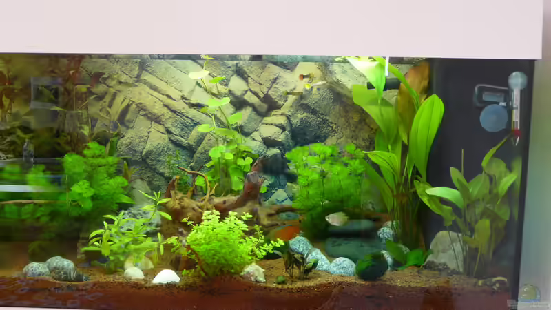 Aquarium Becken 30874 von ATinUN (3)