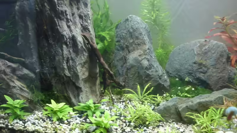 Aquarium Becken 30881 Weißwangengrundel-Becken von Grünhexe (10)