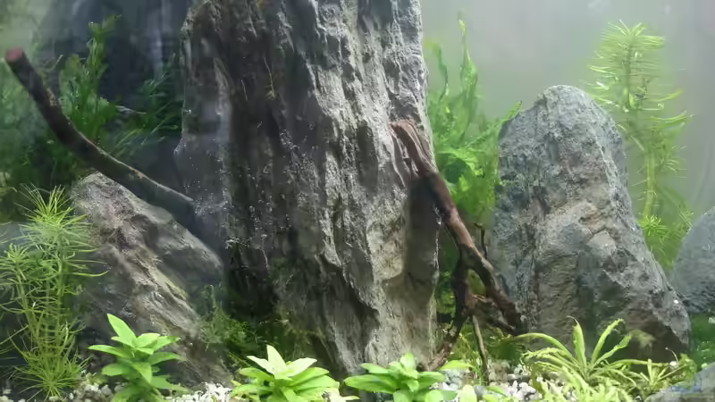 Aquarium Becken 30881 Weißwangengrundel-Becken von Grünhexe (11)