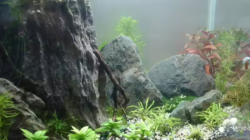 Aquarium Becken 30881 Weißwangengrundel-Becken von Grünhexe (8)