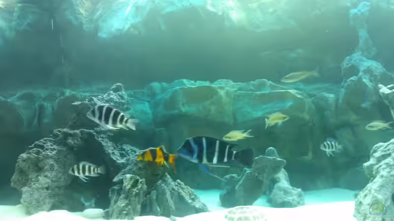 Aquarium Becken 30929 von eisbrecher (4)