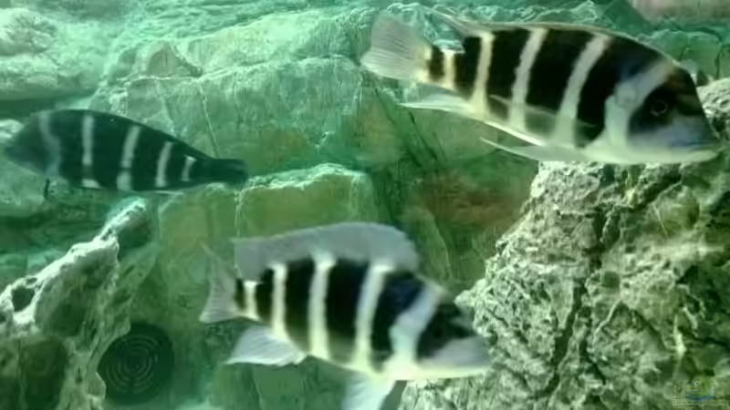 Aquarium Becken 30929 von eisbrecher (5)