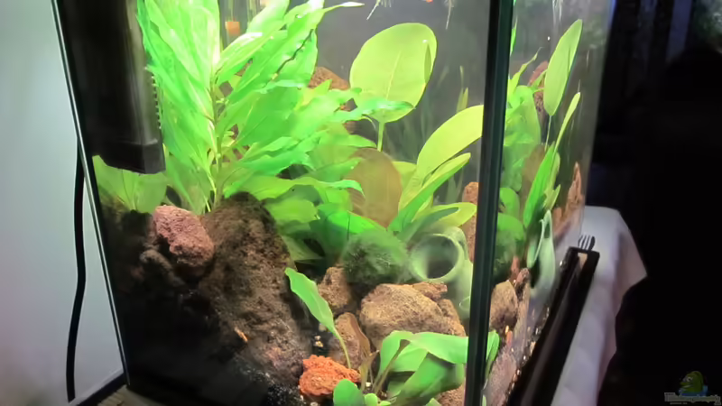 Aquarium Becken 30935 von RenSa (3)