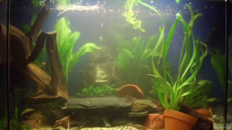 Aquarium Becken 3098 von Tamara Brunner (2)