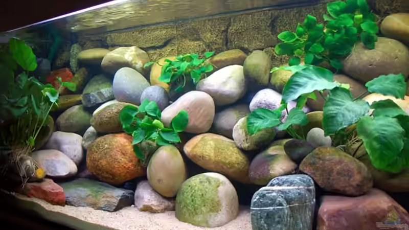 Aquarium Becken 3103 von Steffen Haß (3)