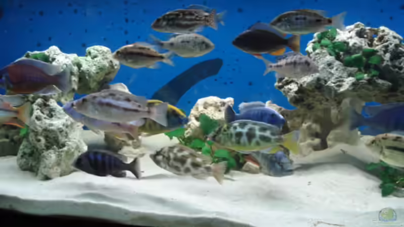 Aquarium Becken 3104 von Dennis Kaiser (2)