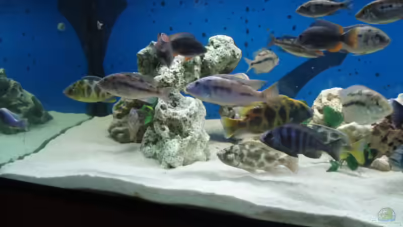 Aquarium Becken 3104 von Dennis Kaiser (3)