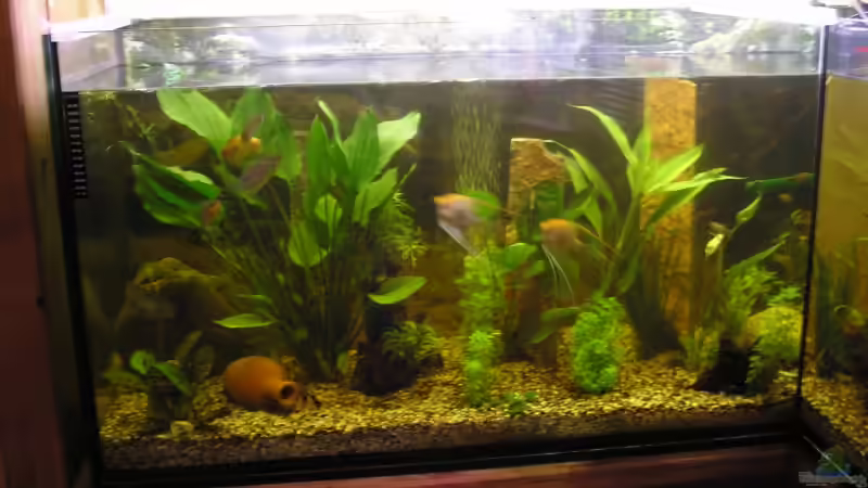 Aquarium Becken 3106 von Gerhard Schwab (2)