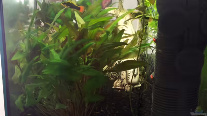 Aquarium Becken 31065 von Hans-Hubert (5)