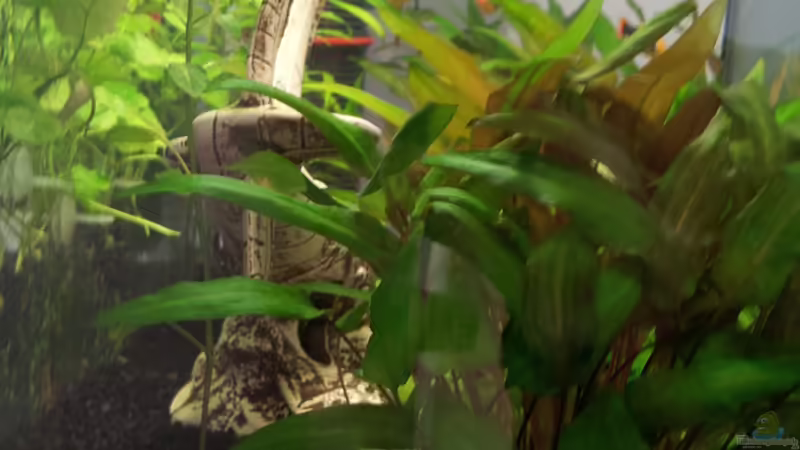 Aquarium Becken 31065 von Hans-Hubert (6)