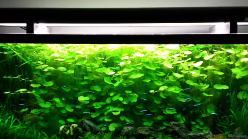 Aquarium Becken 3108 von HerrVorragend (3)