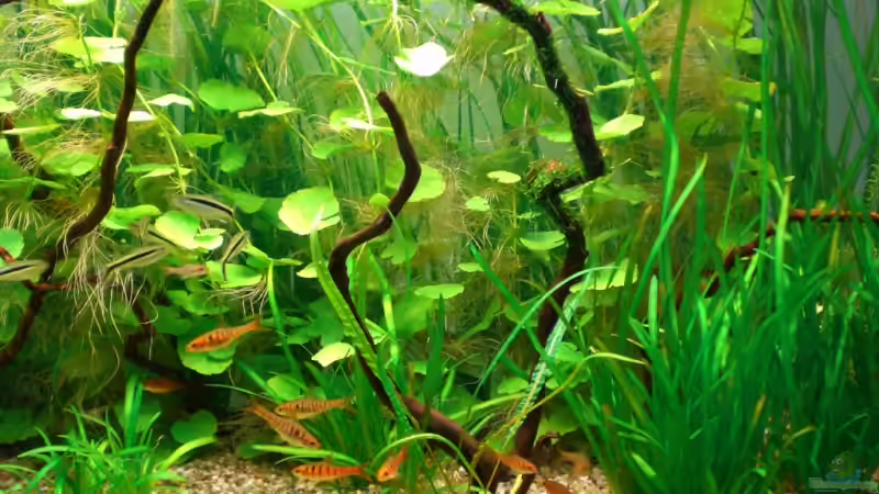 Aquarium Becken 3108 von HerrVorragend (5)