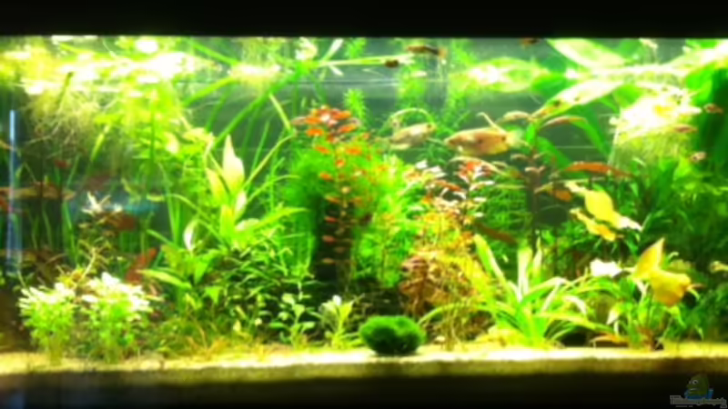 Aquarium Becken 31091 von Nat (2)