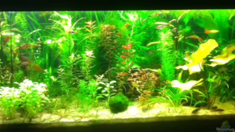 Aquarium Becken 31091 von Nat (3)